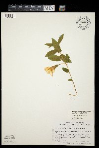 Calystegia spithamaea image