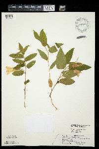 Calystegia spithamaea image