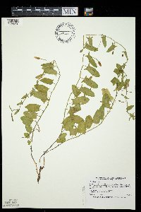 Convolvulus arvensis image