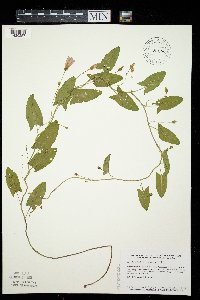 Convolvulus arvensis image