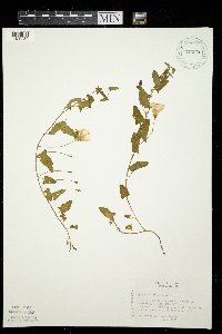 Convolvulus arvensis image