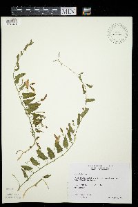 Convolvulus arvensis image