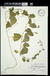 Convolvulus arvensis image