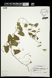 Convolvulus arvensis image