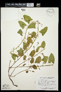 Convolvulus arvensis image