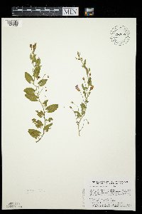 Convolvulus arvensis image