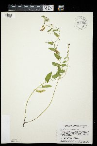 Convolvulus arvensis image