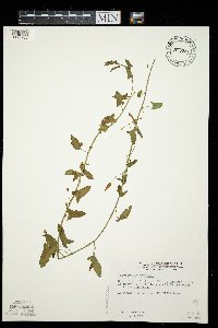 Convolvulus arvensis image