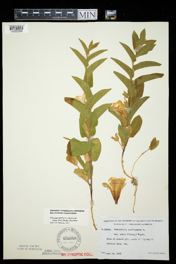 Calystegia spithamaea subsp. stans image