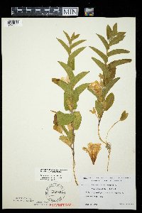 Calystegia spithamaea image