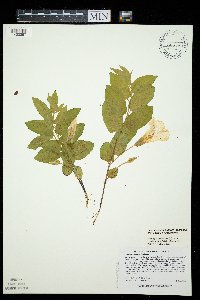 Calystegia spithamaea image