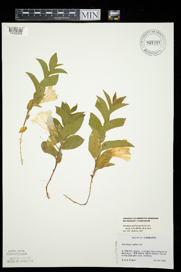 Calystegia spithamaea image