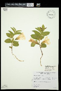 Calystegia spithamaea image