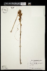 Cuscuta cephalanthi image