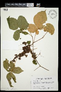 Cuscuta coryli image