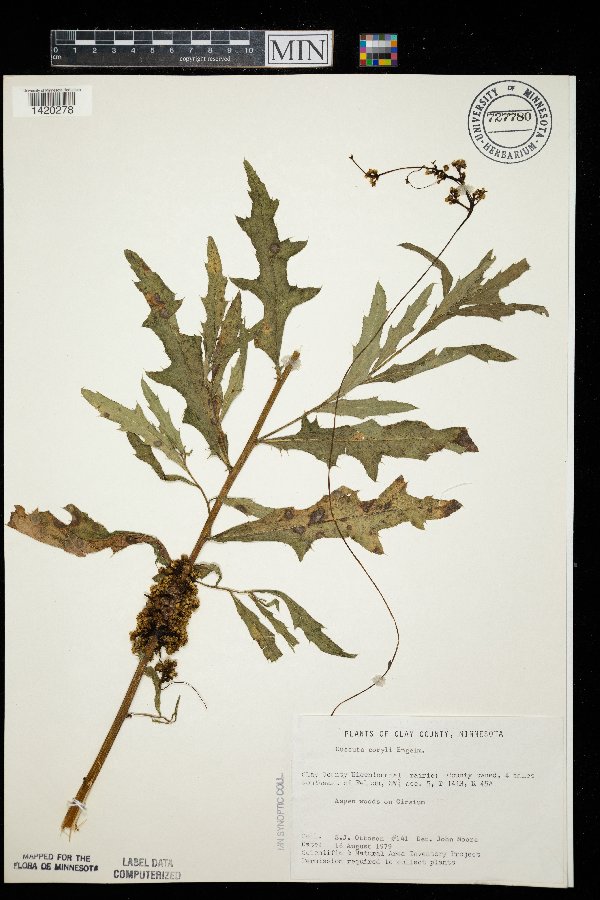 Cuscuta coryli image