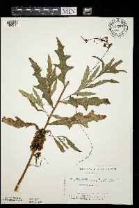 Media resource of Cuscuta coryli