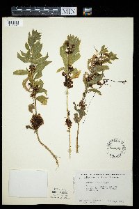 Cuscuta coryli image