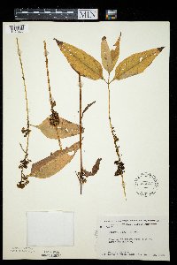 Cuscuta coryli image