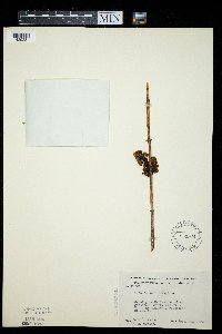 Cuscuta coryli image