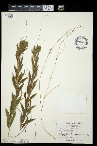Cuscuta glomerata image