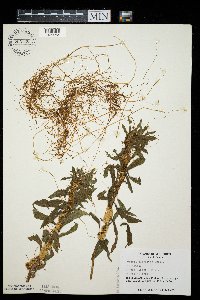 Cuscuta glomerata image
