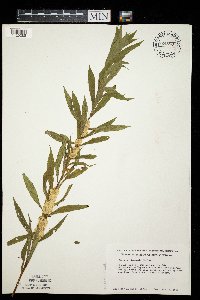 Cuscuta glomerata image