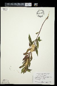 Cuscuta glomerata image