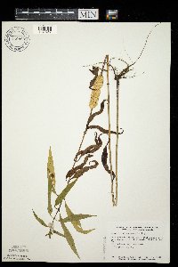 Cuscuta glomerata image