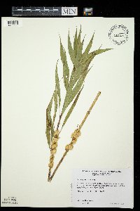 Cuscuta glomerata image