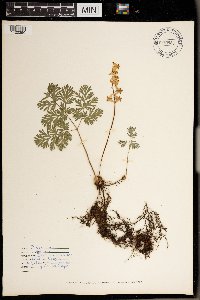 Dicentra cucullaria image