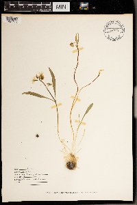 Claytonia virginica image