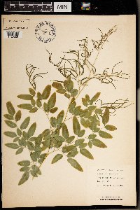 Llavea cordifolia image