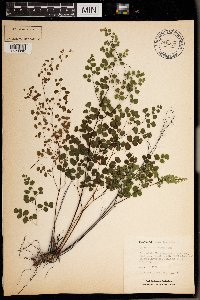 Adiantum tricholepis image