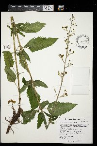 Scrophularia lanceolata image