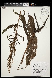 Image Associated With the Occurrence