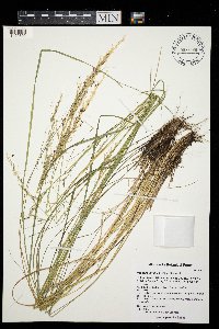 Nassella viridula image