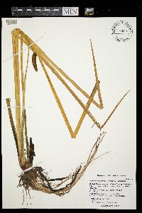 Acorus americanus image