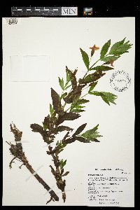 Image Associated With the Occurrence