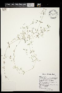 Galium trifidum image