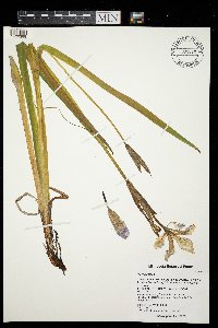 Iris virginica image