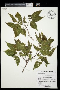 Celtis occidentalis image