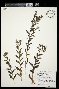Onosmodium bejariense image