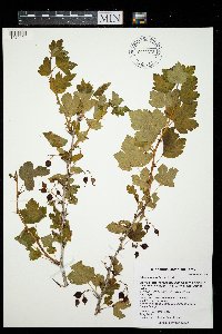 Ribes missouriense image