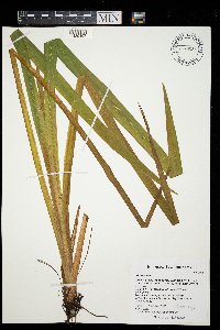 Iris virginica image