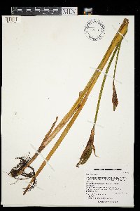 Iris virginica image