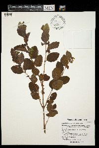 Symphoricarpos occidentalis image