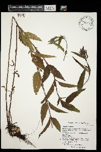 Verbena hastata image