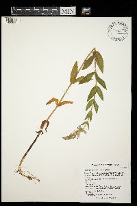Stachys pilosa var. pilosa image