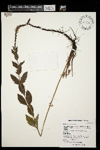 Verbena stricta image